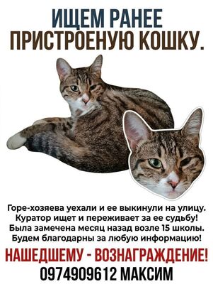 Кішка