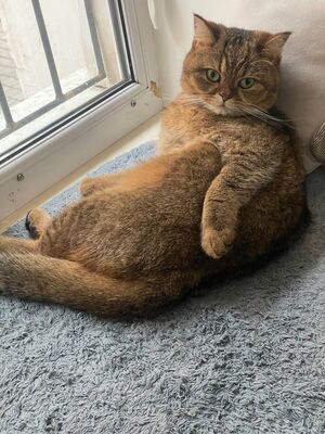 Кіт