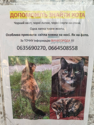 Кіт/кішка